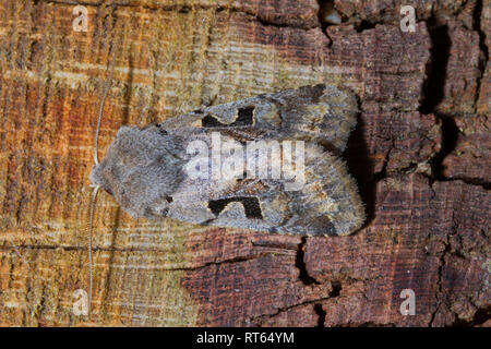 Hebrew Character moth (Orthosia gothica) resting on a log. Stock Photo