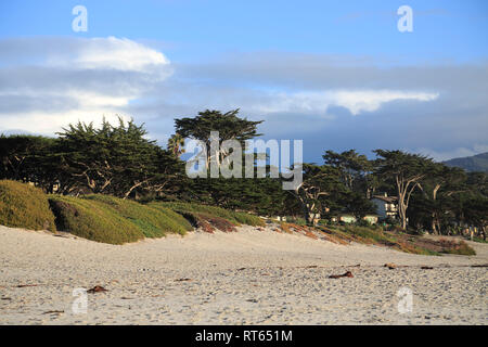 Beach, Carmel by the Sea, Monterey Cypress (Cupressus Macrocarpa) Trees, Monterey Peninsula, Pacific Ocean, California, USA Stock Photo