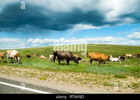Grazing on the shores of Baikal Grazing on the shores of Baikal Stock Photo