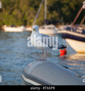 Seagull sitting on the front of a grey dingy in Salcombe estuary with small boats in soft focus in the background on a sunny evening Stock Photo