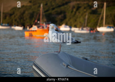 Seagull sitting on the front of a grey dingy in Salcombe estuary with small boats in soft focus in the background on a sunny evening Stock Photo