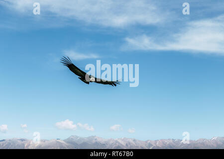 Flying giant condor seen from Curz del Condor, Colca Canyon, Southern Peru. Stock Photo