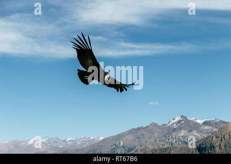 Flying giant condor seen from Curz del Condor, Colca Canyon, Southern Peru. Stock Photo