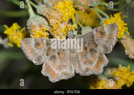 Arizona Powdered Skipper, Systasea zampa, male nectaring on San Felipe Dogweed, Adenophyllum porophylloides Stock Photo