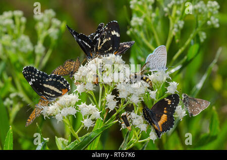 Various butterflies and other insects clustered on Seep-willow, Baccharis salicifolia Stock Photo