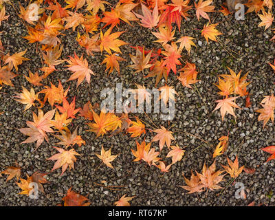 Fallen golden leaves from a maple tree lying on a gravel path in autumn Stock Photo