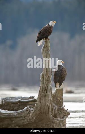 Two bald eagles on a snag in the Alaska Chilkat Bald Eagle Preserve on the Chilkat River near Haines Alaska Stock Photo