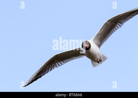 a flying black head seagull bird Stock Photo