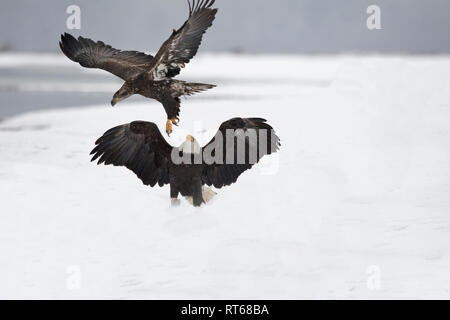 adult and juvenile bald eagles greeting each other Stock Photo