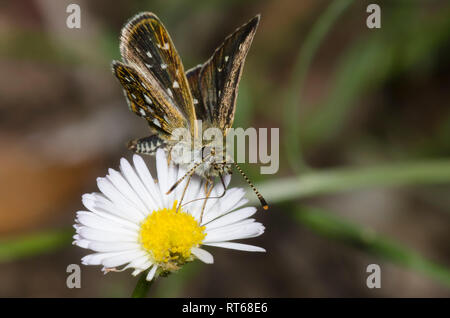 Many-spotted Skipperling, Piruna aea, nectaring on Fleabane, Erigeron sp. Stock Photo