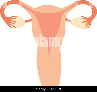 Health of female reproductive system, gynecology checkup vector ...