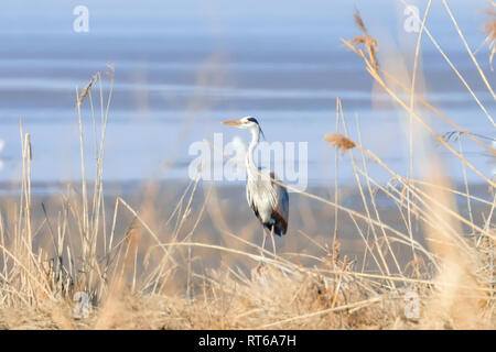 The hunting Grey Heron (Ardea cinerea) at Waters Edge Stock Photo