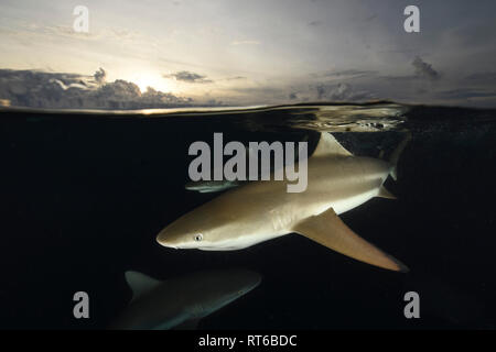 Blacktip and grey reef sharks, Yap, Micronesia. Stock Photo