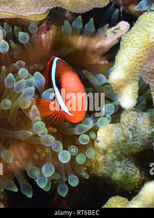 Tomato clownfish, Yap, Micronesia. Stock Photo