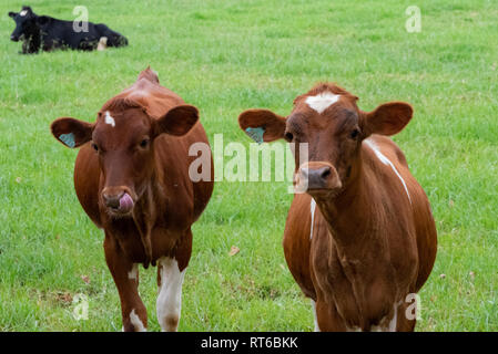 Two curious young cows looking at the the photographer in the Natal Midlands, South Africa. Stock Photo