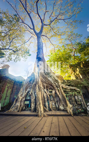 Ta Prohm temple at Angkor. Siem Reap. Cambodia Stock Photo