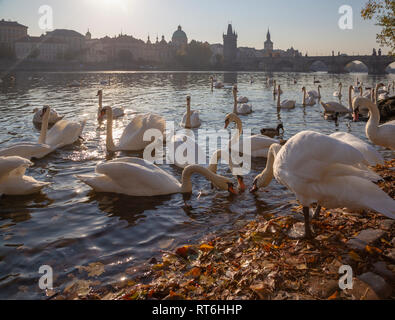 Prague - The Charles bridge and the swans on the Vltava river. Stock Photo