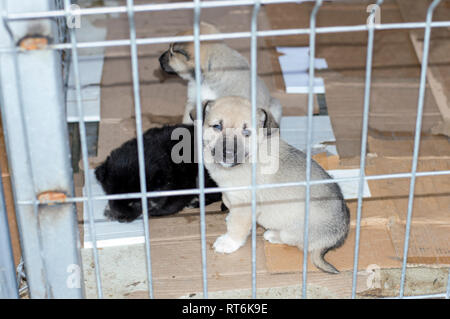 three puppies in the shelter house, animal shelter, dog rescue, volunteer work Stock Photo