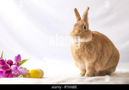 Rufus Easter Bunny Rabbit poses next to purple tulips and colored eggs room for text Stock Photo