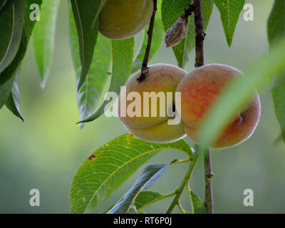 Ripe peaches on the branch in the orchard Stock Photo