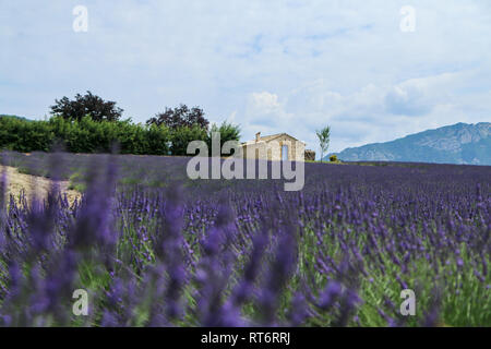 A picture from the beautiful fields of Provance during the summer and full of lavender in bloom. Stock Photo