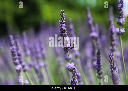 A picture from the beautiful fields of Provance during the summer and full of lavender in bloom. Stock Photo