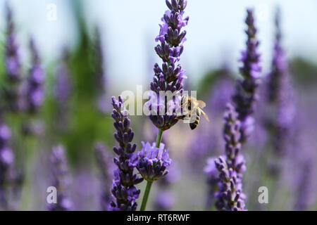 A picture from the beautiful fields of Provance during the summer and full of lavender in bloom. Stock Photo