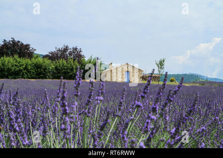 A picture from the beautiful fields of Provance during the summer and full of lavender in bloom. Stock Photo