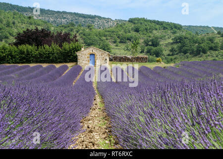 A picture from the beautiful fields of Provance during the summer and full of lavender in bloom. Stock Photo