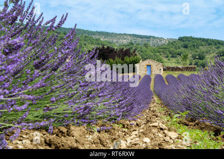 A picture from the beautiful fields of Provance during the summer and full of lavender in bloom. Stock Photo