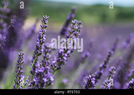 A picture from the beautiful fields of Provance during the summer and full of lavender in bloom. Stock Photo