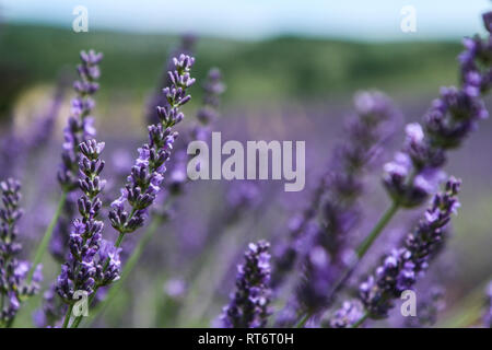 A picture from the beautiful fields of Provance during the summer and full of lavender in bloom. Stock Photo