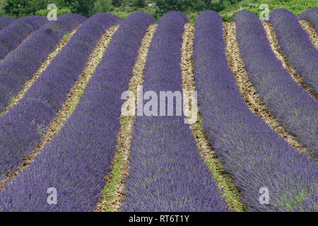 A picture from the beautiful fields of Provance during the summer and full of lavender in bloom. Stock Photo