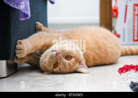 A cute red haired tabby tomcat is lying on the floor and touching the sofa with his paws. Stock Photo