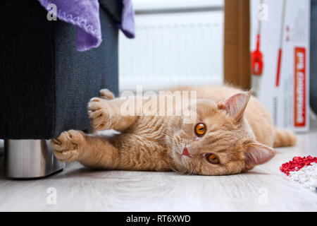 A cute red haired tabby tomcat is lying on the floor and touching the sofa with his paws. Stock Photo