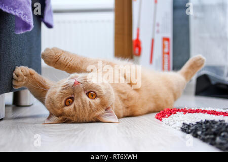 A cute red haired tabby tomcat is lying on the floor and touching the sofa with his paws. Stock Photo