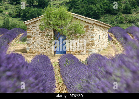 A picture from the beautiful fields of Provance during the summer and full of lavender in bloom. Stock Photo