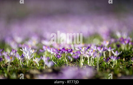 Magdeburg, Germany. 27th Feb, 2019. Crocuses bloom in the state capital. Shortly before the end of February it is unusually warm in the region. The sun shone the last days from a cloudless sky, which let sprout on the green strip innumerable spring flowers. Credit: Klaus-Dietmar Gabbert/dpa-Zentralbild/ZB/dpa/Alamy Live News Stock Photo