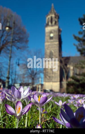 Magdeburg, Germany. 27th Feb, 2019. Crocuses bloom in the state capital against the backdrop of St. Mauritius and Katharina Cathedral. Shortly before the end of February it is unusually warm in the region. The sun shone the last days from a cloudless sky, which let sprout on the green strip innumerable spring flowers. Credit: Klaus-Dietmar Gabbert/dpa-Zentralbild/ZB/dpa/Alamy Live News Stock Photo