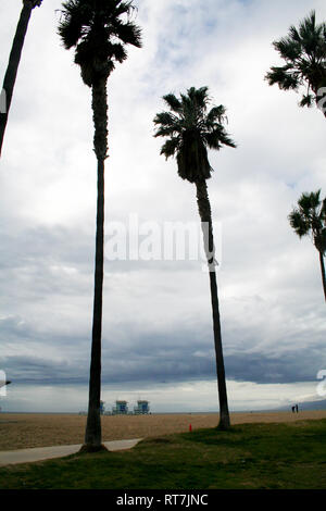 Palm trees in Venice beach, Los Angeles Stock Photo