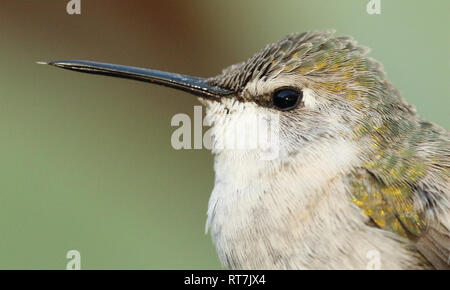 A female Costa's Hummingbird flicking out its tongue