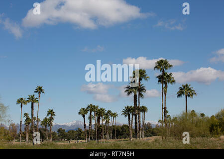 Snow in Phoenix while golfers play Stock Photo