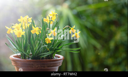 Spring flowers, yellow daffodils in a ceramic pot on blur background Stock Photo