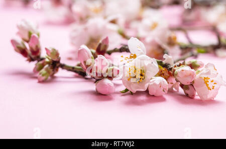 Almond blossoms on pink background, closeup view, copy space Stock Photo