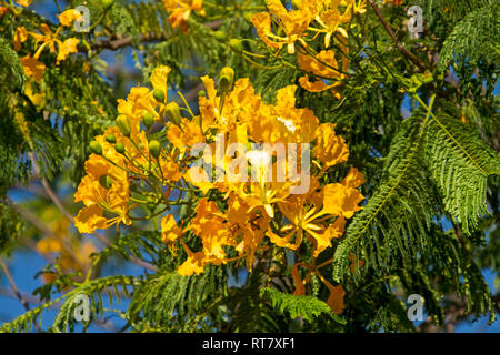 Cluster of vivid yellow flowers and bright green leaves of Delonix regia var. flavida, unusual yellow flowering variety of poinciana tree Stock Photo