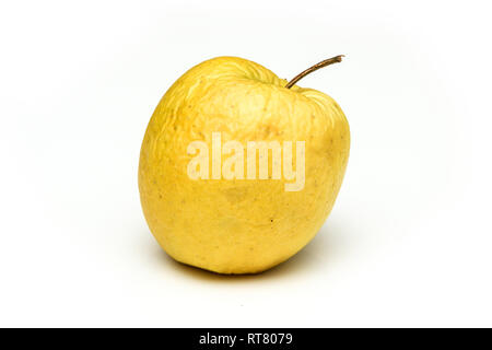 A picture of an ordinary green Golden Delicious apple, without modifications The apple is old, dry an not attractive. It is wrinkled and puckered. Stock Photo