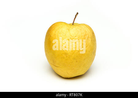 A picture of an ordinary green Golden Delicious apple, without modifications The apple is old, dry an not attractive. It is wrinkled and puckered. Stock Photo