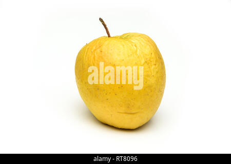 A picture of an ordinary green Golden Delicious apple, without modifications The apple is old, dry an not attractive. It is wrinkled and puckered. Stock Photo