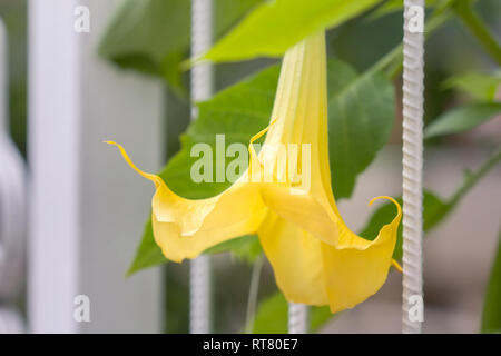 Close-up of yellow flower of angel's trumpet. Stock Photo