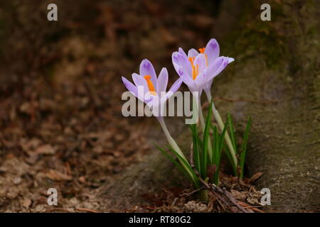 Crocus flowers in forest, spring is coming Stock Photo